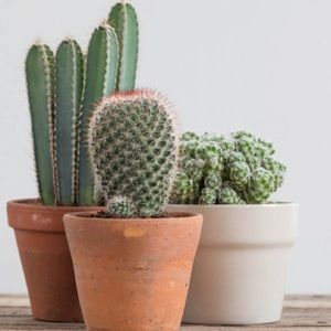 Meet your Posher, Cynthia